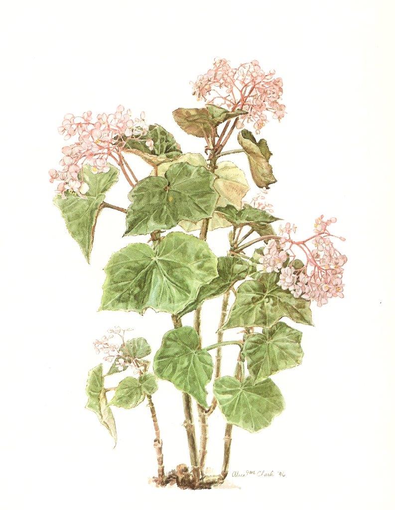 B. lobulata